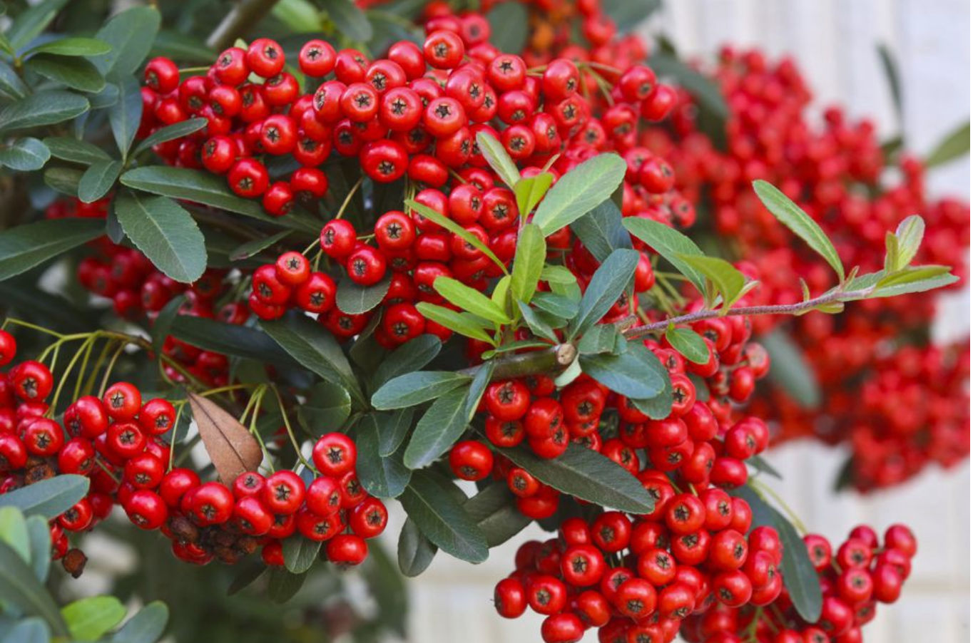 📷Poison Berries — DigiPub / Getty Images