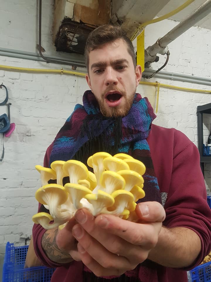 Me (Zjef Van Acker) and the beautiful Golden or yellow Oyster mushroom