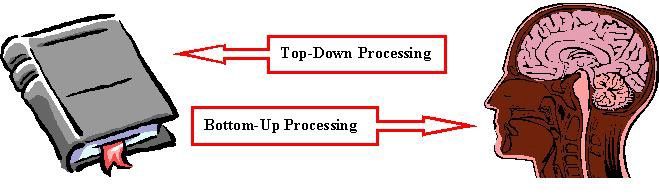 A reading example of bottom-up and top-down process. Source by ucalgary.