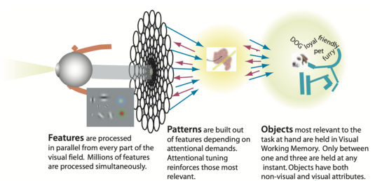 Perception Process. Sources by Colin Ware. Visual Thinking for Design