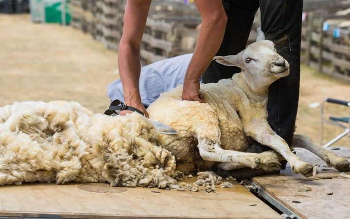 Image source: The Golden Shears: Woolly sheep bring sheer excitement to competitors