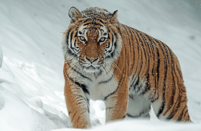 A  photo of a tiger that represents what a tiger is supposed to look like.  No special effects or additional editing is needed (Photo Credit By Pixabay)