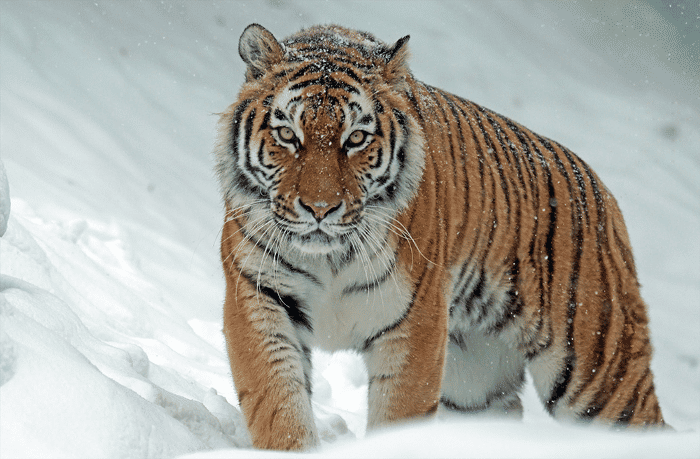 A  photo of a tiger that represents what a tiger is supposed to look like.  No special effects or additional editing is needed (Photo Credit By Pixabay)