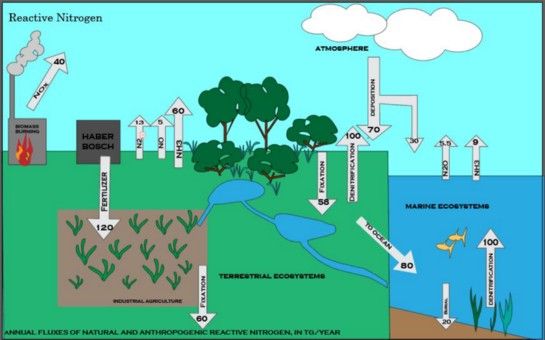 Nitrogen Cycle; Wikimedia Commons