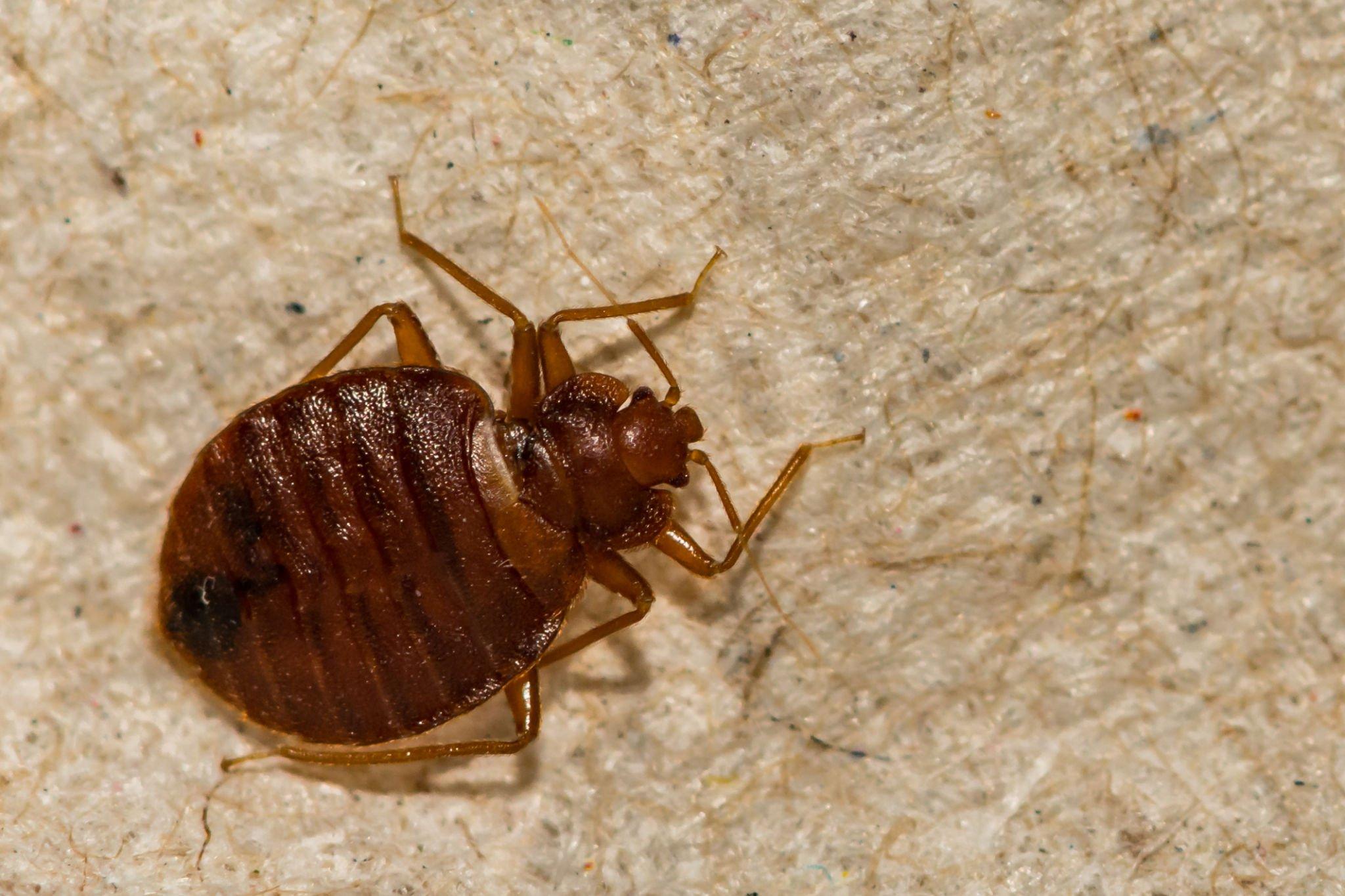 Where do Bed Bugs come from,