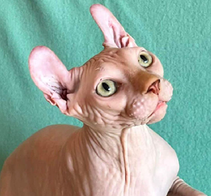 Unveiling the Perfect Guide: Finding the Best Sphynx Kittens for Sale