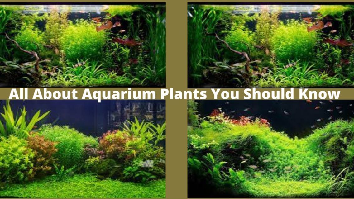 Aquarium Plants Growing Tips Of 2022 || Aqua Products BD - Aquarium ...