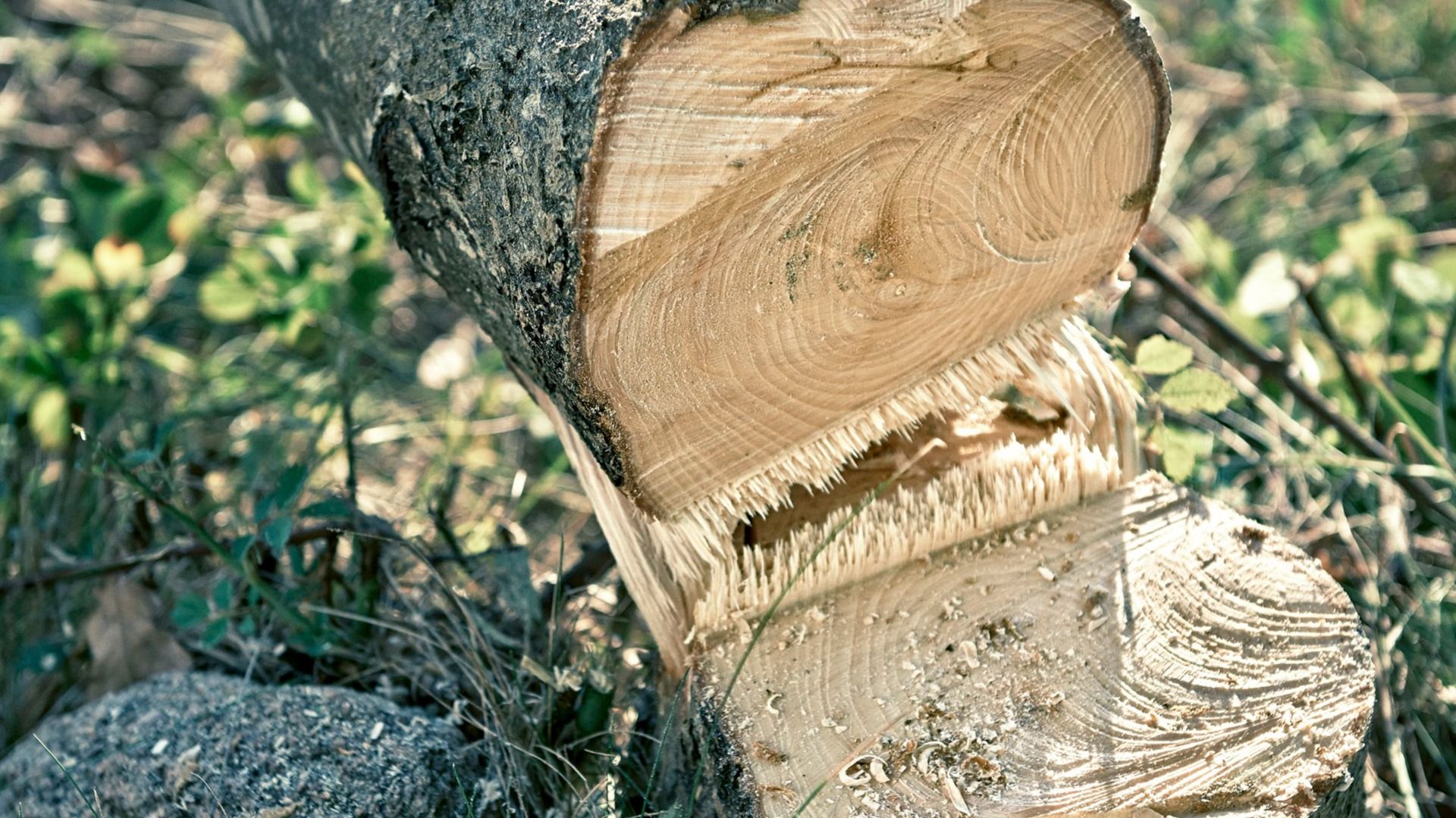 Tree Shaping Service A Key to Preserving Heritage Trees and Landmarks